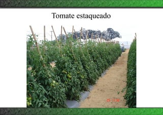 Tomate estaqueado
 