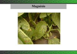 Magnésio
 