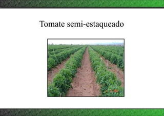 Tomate semi-estaqueado
 