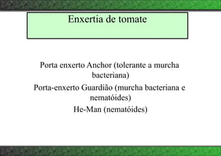 Enxertia de tomate
Porta enxerto Anchor (tolerante a murcha
bacteriana)
Porta-enxerto Guardião (murcha bacteriana e
nematóides)
He-Man (nematóides)
 