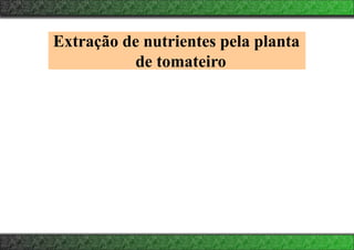 Extração de nutrientes pela planta
de tomateiro
 