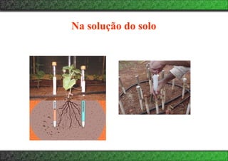 Na solução do solo
 