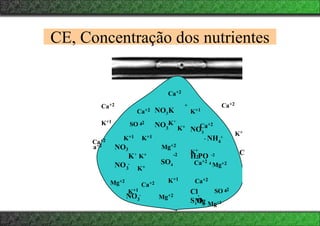 CE, Concentração dos nutrientes
+
NO3K
K+
3
NO -
K+
NO3
K+
NO -
4
NH +
NO3
K+
H PO -2
2
Ca+2
SO -2
-2
4
SO -2
3
NO -
K+
Ca+2
Mg+2
3
Mg+2
4
Mg+2
Mg Mg+2
Cl
S+
O2
Ca+2
-
Ca+2
Ca+2
a+2
Ca+2
C
4
K+1 K+1
K+
K+1
Ca+2
-
Mg+2
SO4
K+1
K+1
Ca+2
K+1
Ca+2
K+
 