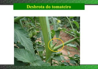 Desbrota do tomateiro
 