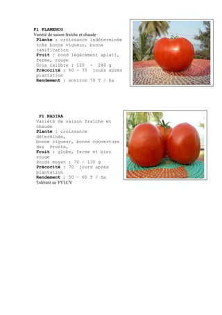 F1 FLAMENCO
Variété de saison fraîche et chaude
 Plante : croissance indéterminée
 très bonne vigueur, bonne
 ramification
 Fruit : rond légèrement aplati,
 ferme, rouge
 Gros calibre : 120 - 240 g
 Précocité : 60 - 75 jours après
 plantation
 Rendement : environ 70 T / ha




 F1 NADIRA
Variété de saison fraîche et
chaude
Plante : croissance
déterminée,
bonne vigueur, bonne couverture
des fruits,
Fruit : globe, ferme et bien
rouge
Poids moyen : 70 – 120 g
Précocité : 70 jours après
plantation
Rendement : 50 – 60 T / Ha
Tolérant au TYLCV
 