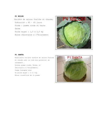 F1 MILOR
Variété de saison fraîche et chaude;
Précocité : 60 – 65 jours
Forme : pomme ronde et haute
ferme
Poids moyen : 1,5 à 2,5 kg
Bonne résistance à l'éclatement




F1 SANTA
Excellente varièté tardive de saison fraîche
et chaude avec un très bon potentiel de
rendement .
Grosse pomme ronde, Ferme, et
résistante à l’éclatement;
Pomme homogène avec
Un poids moyen : 2 à 3 kg
Bonne couverture de la pomme
 
