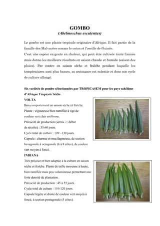 GOMBO
                             (Abelmoschus esculentus)

Le gombo est une plante tropicale originaire d'Afrique. Il fait partie de la
famille des Malvacées comme le coton et l'oseille de Guinée.
C’est une espèce exigente en chaleur, qui peut être cultivée toute l’année
mais donne les meilleurs résultats en saison chaude et humide (saison des
pluies). Par contre en saison sèche et fraîche pendant laquelle les
températures sont plus basses, sa croissance est ralentie et donc son cycle
de culture allongé.


Six variétés de gombo sélectionnées par TROPICASEM pour les pays sahéliens
d’Afrique Tropicale Sèche.
VOLTA
Bon comportement en saison sèche et fraîche.
Plante : vigoureuse bien ramifiée à tige de
couleur vert clair uniforme.
Précocité de production (semis -> début
de récolte) : 55-60 jours.
Cycle total de culture : 120 –130 jours.
Capsule : charnue et mucilagineuse, de section
hexagonale à octogonale (6 à 8 côtes), de couleur
vert moyen à foncé.
INDIANA
Très précoce et bien adaptée à la culture en saison
sèche et fraîche. Plante de taille moyenne à haute,
bien ramifiée mais peu volumineuse permettant une
forte densité de plantation.
Précocité de production : 45 à 55 jours.
Cycle total de culture : 110-120 jours.
Capsule légère et droite de couleur vert moyen à
foncé, à section pentagonale (5 côtes).
 