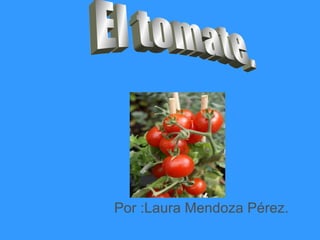 Por :Laura Mendoza Pérez. El tomate. 
