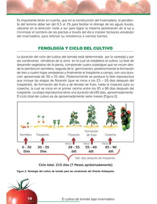 El cultivo de tomate bajo invernadero10
Figura 2: Fenología del cultivo de tomate para las condiciones del Oriente Antioqueño.
Es importante tener en cuenta, que en la construcción del invernadero, la pendien-
te del terreno debe ser del 0,5 al 1% para facilitar el drenaje de las aguas lluvias,
ubicarse en la dirección norte a sur para lograr la máxima penetración de la luz y
minimizar el sombrío de las plantas a través del día e instalar tensores alrededor
del invernadero, para reforzar su resistencia a vientos fuertes.
FENOLOGÍA Y CICLO DEL CULTIVO
La duración del ciclo del cultivo del tomate está determinada por la variedad y por
las condiciones climáticas de la zona en la cual se establece el cultivo. La fase de
desarrollo vegetativo de la planta, comprende cuatro subetapas que se inician des-
de la siembra en semillero, seguida de la germinación; posteriormente la formación
de tres a cuatro hojas verdaderas y finalmente el trasplante a campo, con una dura-
ción aproximada de 30 a 35 días. Posteriormente se produce la fase reproductiva
que incluye las etapas de floración (que se inicia a los 25 – 28 dias después del
trasplante), de formación del fruto y de llenado de fruto, hasta la madurez para su
cosecha, la cual se inicia en el primer racimo entre los 85 a 90 días después del
trasplante. La etapa reproductiva tiene una duración de180 días, aproximadamente.
El ciclo total del cultivo es de aproximadamente siete meses (Figura 2).
 