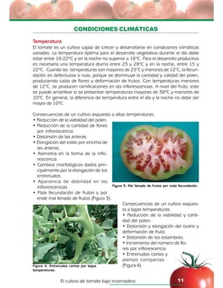 El cultivo de tomate bajo invernadero 11
Figura 3: Mal llenado de frutos por mala fecundación.
Figura 4: Entrenudos cortos por bajas
temperaturas.
CONDICIONES CLIMÁTICAS
Temperatura
El tomate es un cultivo capaz de crecer y desarrollarse en condiciones climáticas
variadas. La temperatura óptima para el desarrollo vegetativo durante el día debe
estar entre 18-22ºC y en la noche no superior a 16ºC. Para el desarrollo productivo
es necesaria una temperatura diurna entre 23 y 28ºC y en la noche, entre 15 y
22ºC. Cuando las temperaturas son mayores de 25°C y menores de 12°C, la fecun-
dación es defectuosa o nula, porque se disminuye la cantidad y calidad del polen,
produciendo caída de flores y deformación de frutos. Con temperaturas menores
de 12°C, se producen ramificaciones en las inflorescencias. A nivel del fruto, este
se puede amarillear si se presentan temperaturas mayores de 30ºC y menores de
10ºC. En general, la diferencia de temperatura entre el día y la noche no debe ser
mayor de 10ºC.
Consecuencias de un cultivo expuesto a altas temperaturas:
• Reducción de la viabilidad del polen.
• Reducción de la cantidad de flores
por inflorescencia.
• Distorsión de las anteras.
• Elongación del estilo por encima de
las anteras.
• Asimetría en la forma de la inflo-
rescencia.
• Cambios morfológicos dados prin-
cipalmente por la elongación de los
entrenudos.
• Apariencia de debilidad en las
inflorescencias.
• Mala fecundación de frutos y por
ende mal llenado de frutos (Figura 3).
Consecuencias de un cultivo expues-
to a bajas temperaturas:
• Reducción de la viabilidad y canti-
dad del polen.
• Distorsión y elongación del ovario y
deformación de fruto.
• Distorsión de los estambres.
• Incremento del número de flo-
res por inflorescencia.
• Entrenudos cortos y
plantas compactas
(Figura 4).
 