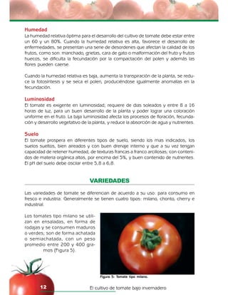 El cultivo de tomate bajo invernadero12
Figura 5: Tomate tipo milano.
Humedad
La humedad relativa óptima para el desarrollo del cultivo de tomate debe estar entre
un 60 y un 80%. Cuando la humedad relativa es alta, favorece el desarrollo de
enfermedades, se presentan una serie de desordenes que afectan la calidad de los
frutos, como son: manchado, grietas, cara de gato o malformación del fruto y frutos
huecos, se dificulta la fecundación por la compactación del polen y además las
flores pueden caerse.
Cuando la humedad relativa es baja, aumenta la transpiración de la planta, se redu-
ce la fotosíntesis y se seca el polen, produciéndose igualmente anomalías en la
fecundación.
Luminosidad
El tomate es exigente en luminosidad; requiere de dias soleados y entre 8 a 16
horas de luz, para un buen desarrollo de la planta y poder lograr una coloración
uniforme en el fruto. La baja luminosidad afecta los procesos de floración, fecunda-
ción y desarrollo vegetativo de la planta, y reduce la absorción de agua y nutrientes.
Suelo
El tomate prospera en diferentes tipos de suelo, siendo los mas indicados, los
suelos sueltos, bien aireados y con buen drenaje interno y que a su vez tengan
capacidad de retener humedad, de texturas francas a franco arcillosas; con conteni-
dos de materia orgánica altos, por encima del 5%, y buen contenido de nutrientes.
El pH del suelo debe oscilar entre 5,8 a 6,8.
VARIEDADES
Las variedades de tomate se diferencian de acuerdo a su uso: para consumo en
fresco e industria. Generalmente se tienen cuatro tipos: milano, chonto, cherry e
industrial.
Los tomates tipo milano se utili-
zan en ensaladas, en forma de
rodajas y se consumen maduros
o verdes; son de forma achatada
o semiachatada, con un peso
promedio entre 200 y 400 gra-
mos (Figura 5).
 