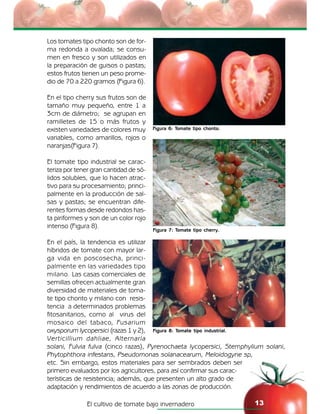El cultivo de tomate bajo invernadero 13
Figura 6: Tomate tipo chonto.
Figura 7: Tomate tipo cherry.
Figura 8: Tomate tipo industrial.
Los tomates tipo chonto son de for-
ma redonda a ovalada; se consu-
men en fresco y son utilizados en
la preparación de guisos o pastas;
estos frutos tienen un peso prome-
dio de 70 a 220 gramos (Figura 6).
En el tipo cherry sus frutos son de
tamaño muy pequeño, entre 1 a
3cm de diámetro; se agrupan en
ramilletes de 15 o más frutos y
existen variedades de colores muy
variables, como amarillos, rojos o
naranjas(Figura 7).
El tomate tipo industrial se carac-
teriza por tener gran cantidad de só-
lidos solubles, que lo hacen atrac-
tivo para su procesamiento; princi-
palmente en la producción de sal-
sas y pastas; se encuentran dife-
rentes formas desde redondos has-
ta piriformes y son de un color rojo
intenso (Figura 8).
En el país, la tendencia es utilizar
híbridos de tomate con mayor lar-
ga vida en poscosecha, princi-
palmente en las variedades tipo
milano. Las casas comerciales de
semillas ofrecen actualmente gran
diversidad de materiales de toma-
te tipo chonto y milano con resis-
tencia a determinados problemas
fitosanitarios, como al virus del
mosaico del tabaco, Fusarium
oxysporum lycopersici (razas 1 y 2),
Verticillium dahliae, Alternaría
solani, Fulvia fulva (cinco razas), Pyrenochaeta lycopersici, Stemphylium solani,
Phytophthora infestans, Pseudomonas solanacearum, Meloidogyne sp,
etc. Sin embargo, estos materiales para ser sembrados deben ser
primero evaluados por los agricultores, para así confirmar sus carac-
terísticas de resistencia; además, que presenten un alto grado de
adaptación y rendimientos de acuerdo a las zonas de producción.
 