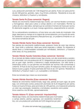 El cultivo de tomate bajo invernadero 15
curo, producción promedio de 7,56 kilogramos por planta; frutos con peso prome-
dio de 160 gramos, grandes, rojos, muy firmes y brillantes. Resistente al virus del
mosaico, Verticillium y Fusarium y nemátodos.
Tomate Santa Fe (Casa comercial: Rogers)
Híbrido de crecimiento indeterminado tipo chonto, con racimos florales numerosos
y homogéneos. Ideal para cultivo a campo abierto o en invernadero. Permite su
cultivo de uno o dos tallos, siempre que se controle el número de frutos por racimo.
Es altamente exigente a un buen manejo agronómico, especialmente la nutrición.
Por su extraordinaria consistencia, el fruto tiene una vida media de mostrador más
larga; ideal para su manejo en la cadena de comercialización y en el punto de venta.
Es resistente a la peca bacteriana (Pseudomona sp), un problema limitante en va-
rias zonas tomateras del país.
Tomate Híbrido Santa Clara (Casa comercial: Seminis)
Son plantas de crecimiento indeterminado; producen frutos de color rojo intenso,
de buen brillo y uniformes. Ideal para zonas tropicales y cálidas. Es resistente al
aborto floral y a enfermedades causadas por nemátodos, Verticilium, y Fusarium,
entre otras; es muy productivo.
Tomate Híbrido Kyndio Colombia (Casa comercial: Seminis)
Es un tomate de hábito indeterminado, tipo chonto, con alto rendimiento y excelen-
te uniformidad, con una producción de 5,1 kilogramos por planta que se caracteriza
por su gran vigor, tamaño y tolerancia a bajas temperaturas; con tallo fuerte y
entrenudos cortos, lo cual permite una formación de racimos más concentrada y
uniforme. El fruto es de muy buen tamaño y peso. Al madurar,su interior es rojo, de
textura suave y jugosa. El peso promedio del fruto es de 157 gramos. Resistente a
Verticillium y Fusarium razas 1 y 2, susceptible a nemátodos.
Entre los tomates tipo milano se recomiendan:
Tomate Híbrido Granitio (Casa comercial: Seminis)
Material de crecimiento indeterminado, larga vida; plantas de buen vigor, de porte
bajo, con entrenudos cortos; producción promedio de 8,16 kilogramos por planta,
frutos con buena firmeza, peso promedio de 195 gramos; a la maduración presenta
un color rojo anaranjado; resistente a nemátodos, excelente cierre pistilar.
Inicia cosecha a los 80 días, aproximadamente.
Tomate Astona F1 (Casa comercial: Impulsemillas)
Híbrido tipo milano, de crecimiento indeterminado para invernadero
o campo abierto; plantas vigorosas, con excelentes rendimien-
tos, con una producción promedio de 9,43 kilogramos por plan-
 