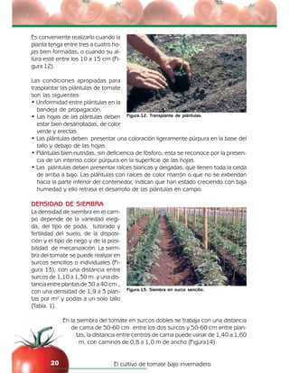 El cultivo de tomate bajo invernadero20
Es conveniente realizarlo cuando la
planta tenga entre tres a cuatro ho-
jas bien formadas, o cuando su al-
tura esté entre los 10 a 15 cm (Fi-
gura 12).
Las condiciones apropiadas para
trasplantar las plántulas de tomate
son las siguientes:
• Uniformidad entre plántulas en la
bandeja de propagación.
• Las hojas de las plántulas deben
estar bien desarrolladas, de color
verde y erectas.
• Las plántulas deben presentar una coloración ligeramente púrpura en la base del
tallo y debajo de las hojas.
• Plántulas bien nutridas, sin deficiencia de fósforo; esta se reconoce por la presen-
cia de un intenso color púrpura en la superficie de las hojas.
• Las plántulas deben presentar raíces blancas y delgadas, que llenen toda la celda
de arriba a bajo. Las plántulas con raíces de color marrón o que no se extiendan
hacia la parte inferior del contenedor, indican que han estado creciendo con baja
humedad y ello retrasa el desarrollo de las plántulas en campo.
DENSIDAD DE SIEMBRA
La densidad de siembra en el cam-
po depende de la variedad elegi-
da, del tipo de poda, tutorado y
fertilidad del suelo, de la disposi-
ción y el tipo de riego y de la posi-
bilidad de mecanización. La siem-
bra del tomate se puede realizar en
surcos sencillos o individuales (Fi-
gura 13), con una distancia entre
surcos de 1,10 a 1,30 m. y una dis-
tancia entre plantas de 30 a 40 cm.,
con una densidad de 1,9 a 3 plan-
tas por m² y podas a un solo tallo
(Tabla. 1).
En la siembra del tomate en surcos dobles se trabaja con una distancia
de cama de 50-60 cm. entre los dos surcos y 50-60 cm entre plan-
tas; la distancia entre centros de cama puede variar de 1,40 a 1,60
m, con caminos de 0,8 a 1,0 m de ancho (Figura14).
Figura.13: Siembra en surco sencillo.
Figura.12: Transplante de plántulas.
 