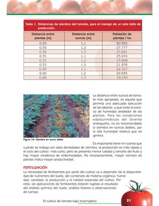 El cultivo de tomate bajo invernadero 21
La distancia entre surcos de toma-
te más apropiada, es aquella que
permita una adecuada ejecución
de las labores y que evite el exce-
so de humedad alrededor de las
plantas. Para las condiciones
edafoclimáticas del Oriente
antioqueño, no es recomendable
la siembra en surcos dobles, por
la alta humedad relativa que se
genera.
Es importante tener en cuenta que
cuando se trabaja con altas densidades de siembra, la producción es más rápida y
el ciclo del cultivo más corto, pero se presenta menor calidad y tamaño del fruto y
hay mayor incidencia de enfermedades. No necesariamente, mayor número de
plantas indica mayor productividad.
FERTILIZACIÓN
La necesidad de fertilizantes por parte del cultivo va a depender de la disponibili-
dad de nutrientes del suelo, del contenido de materia orgánica, hume-
dad, variedad, la producción y la calidad esperada del cultivo. Por
esto, las aplicaciones de fertilizantes estarán sujetas al resultado
del análisis químico del suelo, análisis foliares y observaciones
de campo.
Figura 14: Siembra en surco doble.
Tabla 1. Distancias de siembra del tomate, para el manejo de un solo tallo de
producción.
Distancia entre
plantas (m)
0,30
0,30
0,30
0,35
0,35
0,35
0,40
0,40
0,40
Distancia entre
surcos (m)
1,1
1,2
1,3
1,1
1,2
1,3
1,1
1,2
1,3
Población de
plantas / ha
30.303
27.777
25.641
25.974
23.809
21.978
22.727
20.833
19.230
 