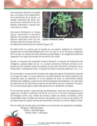 El cultivo de tomate bajo invernadero22
Una ferlización eficiente es aquella
que, con base en los requerimien-
tos nutricionales de la planta y el
estado nutricional del suelo, pro-
porciona los nutrientes en las can-
tidades suficientes y épocas pre-
cisas para el cultivo.
Una buena fertilización no implica
aplicar solamente el elemento
faltante, sino también mantener un
balance adecuado entre los ele-
mentos, tanto en el suelo como en
las diferentes estructuras de la planta (Figura 15).
Se debe tener en cuenta que el tomate es una planta exigente en nutrientes;
requiere de una alta disponibilidad de N, P, K, Ca, Mg, Cu, B, Zn. Aunque la exigencia
de N es alta, un exceso de este elemento puede llegar a un exagerado desarrollo
vegetativo con bajo porcentaje de formación de frutos.
Desde el momento del trasplante hasta la floración, la relación de fertilización de
nitrógeno y potasio debe ser de 1:1; cuando comienza el llenado de fruto, se re-
quiere de una cantidad mayor de potasio ya que este elemento contribuye con la
maduración y llenado de frutos; la relación de estos nutrientes debe ser 1:2 o 1:3.
En invernadero, se aprovecha el sistema de riego para aplicar la fertilización disuelta
en el agua de riego, lo cual le permite a la planta obtener de manera oportuna los
nutrientes para su desarrollo. Si no se dispone de éste, se recomienda realizar
fertilizaciones edáficas, a partir de los 20 dias después del trasplante, con intervalos
de aplicación de 20 dias hasta la formación del último racimo a cosechar. En gene-
ral, se recomienda aplicar hasta 200 gramos de un fertilizante completo.
En el mercado existen varias fuentes de fertilizantes; entre los más utilizadas en la
región son: 18-46-0, 10-20-20, 10-30-10, 15-15-15, 17-6-18-5 o fuentes simples
de nitrógeno como urea, nitrato de amonio, sulfato de amonio; de fósforo, como
superfosfato triple o fosfato de amonio y de potasio como el cloruro de potasio. No
se debe olvidar en aplicar fuentes de elementos menores, en forma edáfica o foliar.
Para el cultivo de tomate bajo invernadero, se recomiendan las siguientes cantidades:
Nitrógeno: 300-600 kg/ha
Fósforo: 400-800 kg/ha
Potasio: 600-1.100 kg/ha
Figura15: Fertilización edáfica.
 