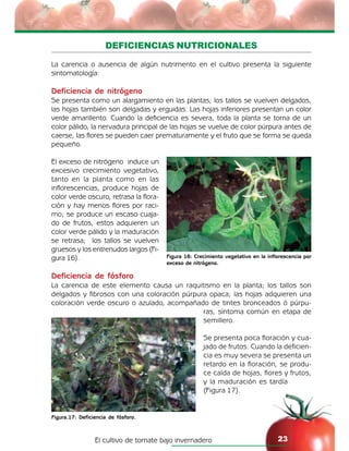 El cultivo de tomate bajo invernadero 23
DEFICIENCIAS NUTRICIONALES
La carencia o ausencia de algún nutrimento en el cultivo presenta la siguiente
sintomatología:
Deficiencia de nitrógeno
Se presenta como un alargamiento en las plantas; los tallos se vuelven delgados,
las hojas también son delgadas y erguidas. Las hojas inferiores presentan un color
verde amarillento. Cuando la deficiencia es severa, toda la planta se torna de un
color pálido, la nervadura principal de las hojas se vuelve de color púrpura antes de
caerse, las flores se pueden caer prematuramente y el fruto que se forma se queda
pequeño.
El exceso de nitrógeno induce un
excesivo crecimiento vegetativo,
tanto en la planta como en las
inflorescencias, produce hojas de
color verde oscuro, retrasa la flora-
ción y hay menos flores por raci-
mo; se produce un escaso cuaja-
do de frutos, estos adquieren un
color verde pálido y la maduración
se retrasa; los tallos se vuelven
gruesos y los entrenudos largos (Fi-
gura 16).
Deficiencia de fósforo
La carencia de este elemento causa un raquitismo en la planta; los tallos son
delgados y fibrosos con una coloración púrpura opaca; las hojas adquieren una
coloración verde oscuro o azulado, acompañado de tintes bronceados ó púrpu-
ras, síntoma común en etapa de
semillero.
Se presenta poca floración y cua-
jado de frutos. Cuando la deficien-
cia es muy severa se presenta un
retardo en la floración, se produ-
ce caída de hojas, flores y frutos,
y la maduración es tardía
(Figura 17).
Figura 16: Crecimiento vegetativo en la inflorescencia por
exceso de nitrógeno.
Figura.17: Deficiencia de fósforo.
 