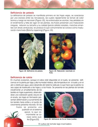 El cultivo de tomate bajo invernadero24
Deficiencia de potasio
La deficiencia de potasio se manifiesta primero en las hojas viejas; se caracteriza
por una clorosis entre las nervaduras, las cuales rápidamente se tornan de color
bronce y luego se necrosan (Figura 18), los entrenudos se acortan, hay pérdidas en
el rendimiento y falta de vigor en las plantas; los frutos presentan una maduración
irregular, reducen su tamaño y su calidad (pocos sólidos solubles, manchas amari-
llas con áreas verduzcas); se produce lo que comúnmente se conoce como madu-
ración manchada (Blotchy rippening) (Figura 19).
Figura 19: Maduración manchada en
fruto.
Figura 18: Deficiencia de potasio.
Figura 20: Deficiencia de Ca en frutos (culillo).
Deficiencia de calcio
En muchas ocasiones, aunque el calcio esté disponible en el suelo, se presenta defi-
ciencia en la planta por baja y alta humedad relativa, alta temperatura en el suelo y en el
aire o estrés por agua, poco desarrollo del sistema radicular, lo que hace que la planta no
sea capaz de traslocarlo a las hojas y a los frutos. Se presenta en las plantas de tomate
inicialmente un amarillamiento de los
bordes en hojas superiores, observán-
dose una coloración pardo oscuro en
el envés, las hojas en formación pre-
sentan deformación y curvamiento de
los bordes hacia arriba y el punto de
crecimiento presenta necrosis. En los
frutos se presenta una
pudrición en el extremo
apical, lo que co-
múnmente se co-
noce como «culi-
llo» (Figura 20).
 