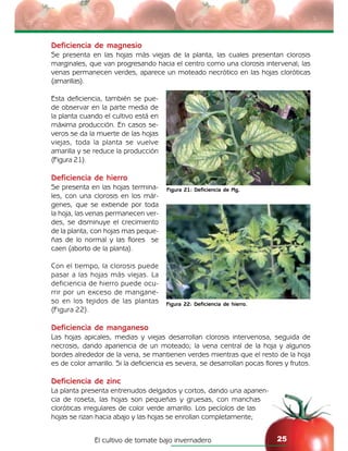 El cultivo de tomate bajo invernadero 25
Deficiencia de magnesio
Se presenta en las hojas más viejas de la planta, las cuales presentan clorosis
marginales, que van progresando hacia el centro como una clorosis intervenal; las
venas permanecen verdes, aparece un moteado necrótico en las hojas cloróticas
(amarillas).
Esta deficiencia, también se pue-
de observar en la parte media de
la planta cuando el cultivo está en
máxima producción. En casos se-
veros se da la muerte de las hojas
viejas, toda la planta se vuelve
amarilla y se reduce la producción
(Figura 21).
Deficiencia de hierro
Se presenta en las hojas termina-
les, con una clorosis en los már-
genes, que se extiende por toda
la hoja, las venas permanecen ver-
des, se disminuye el crecimiento
de la planta, con hojas mas peque-
ñas de lo normal y las flores se
caen (aborto de la planta).
Con el tiempo, la clorosis puede
pasar a las hojas más viejas. La
deficiencia de hierro puede ocu-
rrir por un exceso de mangane-
so en los tejidos de las plantas
(Figura 22).
Deficiencia de manganeso
Las hojas apicales, medias y viejas desarrollan clorosis intervenosa, seguida de
necrosis, dando apariencia de un moteado; la vena central de la hoja y algunos
bordes alrededor de la vena, se mantienen verdes mientras que el resto de la hoja
es de color amarillo. Si la deficiencia es severa, se desarrollan pocas flores y frutos.
Deficiencia de zinc
La planta presenta entrenudos delgados y cortos, dando una aparien-
cia de roseta, las hojas son pequeñas y gruesas, con manchas
cloróticas irregulares de color verde amarillo. Los pecíolos de las
hojas se rizan hacia abajo y las hojas se enrollan completamente;
Figura 21: Deficiencia de Mg.
Figura 22: Deficiencia de hierro.
 