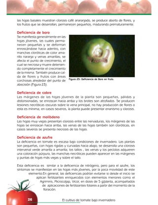 El cultivo de tomate bajo invernadero26
las hojas basales muestran clorosis café anaranjado, se produce aborto de flores, y
los frutos que se desarrollan, permanecen pequeños, madurando prematuramente.
Deficiencia de boro
Se manifiesta generalmente en las
hojas jóvenes, las cuales perma-
necen pequeñas y se deforman
enroscándose hacia adentro, con
manchas cloróticas de color ama-
rillo naranja y venas amarillas; se
afecta el punto de crecimiento, el
cual se necrosa y muere detenien-
do completamente el crecimiento
de la misma. También produce caí-
da de flores y frutos con áreas
corchosas alrededor del punto de
abscisión (Figura 23).
Deficiencia de cobre
Las márgenes de las hojas jóvenes de la planta son pequeñas, pálidas y
distorsionadas, se enroscan hacia arriba y los brotes son atrofiados. Se producen
lesiones necróticas oscuras sobre la vena principal, no hay producción de flores o
esta es mínima; en casos severos, la planta puede presentar enanismo y clorosis.
Deficiencia de molibdeno
Las hojas muy viejas presentan clorosis entre las nervaduras, los márgenes de las
hojas se enroscan hacia arriba, las venas de las hojas también son cloróticas; en
casos severos se presenta necrosis de las hojas.
Deficiencia de azufre
La deficiencia en tomate es escasa bajo condiciones de invernadero. Las plantas
son pequeñas, con hojas rígidas y curvadas hacia abajo; se desarrolla una clorosis
intervenal verde amarilla a amarilla; los tallos , las venas y los pecíolos adquieren
una coloración púrpura, las manchas necróticas pueden aparecer en las márgenes
y puntas de hojas más viejas y sobre el tallo.
Esta deficiencia es similar a la deficiencia de nitrógeno, pero para el azufre, los
síntomas se manifiestan en las hojas más jóvenes, por la poca movilidad de este
elemento.En general, las deficiencias podrían evitarse si desde el inicio se
aplican fertilizantes enriquecidos con elementos menores como el
Agrimins, Microcoljap, Vicor, en dosis de 5 g/planta, acompañados
de aplicaciones de fertilizantes foliares a partir del momento de la
floración.
Figura 23: Deficiencia de Boro en fruto.
 