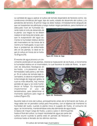 El cultivo de tomate bajo invernadero 27
RIEGO
La cantidad de agua a aplicar al cultivo de tomate dependerá de factores como: las
condiciones climáticas del lugar, tipo de suelo, estado de desarrollo del cultivo, y la
pendiente del terreno. El primer riego se debe realizar, inmediatamente después de
que se trasplantan las plántulas y luego realizar riegos periódicos, para mantener un
adecuado nivel de humedad du-
rante todo el ciclo de desarrollo de
la planta. Los riegos no se deben
realizar en las horas de la tarde, por-
que la evaporación del agua au-
menta la humedad relativa dentro
del invernadero en las horas de la
noche y la madrugada, lo que con-
lleva a problemas de enfermeda-
des en las plantas; lo ideal es re-
gar el cultivo en horas de la maña-
na (Figura 24).
El exceso de agua provoca un cre-
cimiento acelerado en las plantas, retarda la maduración de los frutos, e incrementa
la humedad relativa en el invernadero, lo cual favorece la caída de flores, la apari-
ción de disturbios fisiológicos en
los frutos, y la presencia de en-
fermedades radiculares y del folla-
je. En el cultivo de tomate bajo in-
vernadero, lo ideal es implementar
la tecnología de riego por goteo, la
cual es más eficiente, hay menos
perdida de agua y se evita hume-
decer el follaje. Es importante
implementar el uso de
tensiómetros, para determinar el
momento oportuno para regar el
cultivo (Figura 25).
Durante todo el ciclo del cultivo, principalmente antes de la formación de frutos, el
riego debe ser en periodos cortos pero frecuentes, con el objetivo de mantener la
humedad del suelo; cuando la planta inicia el cuajado de frutos, el consumo de
agua se incrementa, manteniéndose esta alta demanda de agua hasta
la época de mayor carga de frutos, y poco a poco ir disminuyendo
hasta el final del cultivo. La mayor necesidad de agua por parte del
cultivo ocurre cuando la planta está en periodo de floración y
continúa hasta el llenado de los últimos racimos.
Figura 24: Cintas de riego.
Figura 25: Tensiómetro.
 