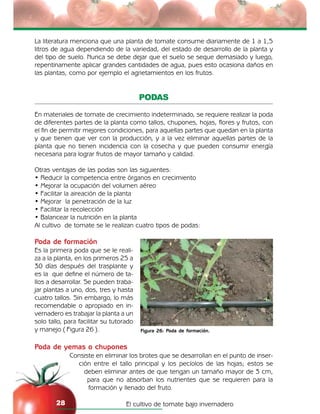 El cultivo de tomate bajo invernadero28
La literatura menciona que una planta de tomate consume diariamente de 1 a 1,5
litros de agua dependiendo de la variedad, del estado de desarrollo de la planta y
del tipo de suelo. Nunca se debe dejar que el suelo se seque demasiado y luego,
repentinamente aplicar grandes cantidades de agua, pues esto ocasiona daños en
las plantas, como por ejemplo el agrietamientos en los frutos.
PODAS
En materiales de tomate de crecimiento indeterminado, se requiere realizar la poda
de diferentes partes de la planta como tallos, chupones, hojas, flores y frutos, con
el fin de permitir mejores condiciones, para aquellas partes que quedan en la planta
y que tienen que ver con la producción, y a la vez eliminar aquellas partes de la
planta que no tienen incidencia con la cosecha y que pueden consumir energía
necesaria para lograr frutos de mayor tamaño y calidad.
Otras ventajas de las podas son las siguientes:
• Reducir la competencia entre órganos en crecimiento
• Mejorar la ocupación del volumen aéreo
• Facilitar la aireación de la planta
• Mejorar la penetración de la luz
• Facilitar la recolección
• Balancear la nutrición en la planta
Al cultivo de tomate se le realizan cuatro tipos de podas:
Poda de formación
Es la primera poda que se le reali-
za a la planta, en los primeros 25 a
30 días después del trasplante y
es la que define el número de ta-
llos a desarrollar. Se pueden traba-
jar plantas a uno, dos, tres y hasta
cuatro tallos. Sin embargo, lo más
recomendable o apropiado en in-
vernadero es trabajar la planta a un
solo tallo, para facilitar su tutorado
y manejo ( Figura 26 ).
Poda de yemas o chupones
Consiste en eliminar los brotes que se desarrollan en el punto de inser-
ción entre el tallo principal y los pecíolos de las hojas; estos se
deben eliminar antes de que tengan un tamaño mayor de 3 cm,
para que no absorban los nutrientes que se requieren para la
formación y llenado del fruto.
Figura 26: Poda de formación.
 