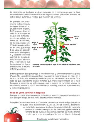 El cultivo de tomate bajo invernadero30
La eliminación de las hojas se debe comenzar en el momento en que se haya
terminado la recolección de los frutos del segundo racimo y de ahí en adelante, se
deben seguir quitando, a medida que maduran los racimos.
En plantas con creci-
miento indeterminado,
las hojas se ubican en
grupos de tres (hojas A,
B, C) seguidas de un ra-
cimo floral; la hoja A es
la que está inmediata-
mente por debajo o al
frente del racimo floral,
es la responsable del
75% del llenado del fru-
to; en tanto que la hoja
B se ubica en posición
intermedia a la hoja A y
C y colabora con cerca
del 15% del llenado del
fruto; la hoja C aporta el
8%, repartiendo sus
fotosintatos en forma
bilateral para el racimo
anterior y posterior.
El tallo aporta un bajo porcentaje al llenado del fruto y funcionamiento de la planta
(Figura 29). Los anteriores porcentajes muestran la importancia de las hojas en el
llenado del fruto y su influencia cuando se poda en forma drástica la planta. En el
caso de que se presente exceso de follaje que impida la penetración de la luz o
favorezca la presencia de enfermedades por el exceso de humedad relativa, se
recomienda eliminar la hoja B. Una defoliación intensa y precoz en la planta retarda
y reduce la producción.
Poda de yema terminal o despunte
Consiste en cortar la yema principal de la planta, teniendo en cuenta que el racimo
que esté por debajo de esta yema esté totalmente formado.
Esta poda permite determinar el número de racimos que se van a dejar por planta;
se puede llevar la producción a 8, 10, 12,14 o 16 racimos, dependien-
do del estado sanitario de la planta, la productividad del material y
de la calidad comercial exigida por los mercados; generalmente el
tamaño de los frutos de los últimos racimos es mucho menor,
por lo cual la poda terminal permite que los últimos frutos ad-
Figura 29: Distribución de las hojas en una planta de crecimiento inde-
terminado.
 
