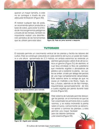 El cultivo de tomate bajo invernadero 31
Figura 30: Poda de yema terminal o despunte.
quieran un mayor tamaño, si este
no se consigue a través de una
adecuada fertilización (Figura 30).
Al realizar cualquier tipo de poda,
se recomienda aplicar productos a
base de cobre, para evitar la entra-
da de microorganismos patógenos
a través de las heridas; también es
importante realizar una desinfec-
ción periódica de las herramientas
que se utilizan para esta labor.
TUTORADO
El tutorado permite un crecimiento vertical de las plantas y facilita las labores del
cultivo. Este se construye colocando en cada extremo del surco un poste de made-
ra a una altura aproximada de 2,5 metros; en ambos extremos se extiende un
alambre galvanizado calibre 8 de allí se co-
loca un gancho (Figura 31) de alambre, el
cual lleva enrollada la fibra de polietileno
que mediante argollas o abrazaderas de
plástico van a sostener la planta, las cua-
les se anillan al tallo por debajo del pecíolo
de una hoja completamente desarrollada.
Este sistema tiene la ventaja de que no
causa un maltrato a las flores, hojas, ta-
llos, y frutos; además es de fácil manejo,
requiriéndose aproximadamente de tres
a cuatro argollas por planta durante todo
el ciclo (Figura 32).
Este sistema de tutorado permite descol-
gar las plantas en el momento en que se
han cosechado los primeros tres o cuatro
racimos, y se realiza inclinando la planta
sobre el surco; comúnmente se denomi-
na «poner a caminar las plantas», y esto
permite una mayor facilidad
para las labores sanitarias
y de cosecha (Figura 33).
Figura 31: Gancho alambre para tutorado.
Figura 32: Argolla para tutorado.
 