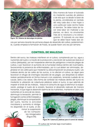 El cultivo de tomate bajo invernadero32
Figura 34: Coberturas plásticas para el control de malezas.
Figura. 33: Sistema de descuelgue de plantas.
Otra manera de hacer el tutorado
es mediante cuerdas de plástico
o de tela que va desde la base de
la planta, enrollándola en sentido
del reloj cada dos o tres hojas o
una vuelta por cada racimo hasta
el alambre. Se debe tratar de ha-
cer esta labor sin maltratar a las
plantas, es decir, no envolverlas
más de lo necesario y no estran-
gularlas. El tutorado es una labor
que se debe hacer hasta dos ve-
ces por semana durante las primeras etapas de desarrollo del cultivo; posteriormen-
te, cuando empieza la formación de frutos, se puede hacer una vez por semana.
CONTROL DE MALEZAS
Dentro del surco, las malezas interfieren en el cultivo, compitiendo por luz, agua y
nutrientes del suelo o a través de la producción y secreción de sustancias tóxicas al
cultivo (alelopatía), por ser hospederas alternas de patógenos o insectos plagas de
cultivo, o por favorecer el aumento de la humedad relativa dentro del invernadero,
favoreciendo la presencia de enfermedades, por lo cual deben ser eliminadas, de-
jándose en las calles para que mediante su descomposición se produzca suelo. Las
malezas dentro de las calles de los surcos, si no afectan el cultivo, se dejan para
favorecer el refugio de enemigos naturales de las plagas. Las desyerbas se deben
realizar periódicamente en forma manual o con azadones, teniendo cuidado de no
causar, daño a las raíces. Otra forma de controlar las malezas dentro del surco es
mediante la utilización de coberturas plásticas sobre el surco, lo que además de
impedir el brote de las malezas, reduce el consumo de agua al disminuir la evapo-
ración, protege el suelo de la erosión, favorece el desarrollo radicular de manera
horizontal, lo que logra la absorción óptima de los nutrientes, mantiene el calor y los
nutrientes en la zona de las raíces,
disminuye la lixiviación, permite la
fumigación contra enfermedades y
plagas, disminuye la compactación
del suelo, facilita la actividad
microbiana y aumenta el nitróge-
no disponible en el suelo, al dis-
minuir la evaporación
de los compues-
tos nitrogenados
(Figura 34).
 