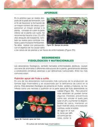 El cultivo de tomate bajo invernadero 33
APORQUE
Es la práctica que se realiza des-
pués de la poda de formación, con
el fin de favorecer la formación de
un mayor número de raíces y pro-
porcionar un mayor anclaje a la
planta; consiste en cubrir la parte
inferior de la planta con suelo. Se
recomienda hacerlo a los 15 o 25
días después del trasplante; tam-
bién se realiza para controlar ma-
lezas y para incorporar fertilizantes.
Se debe realizar con precaución,
con el objetivo de no causar daño
a las raíces de las plantas y ser focos de enfermedades (Figura 35).
DESORDENES
FISIOLÓGICOS Y NUTRICIONALES
Los desordenes fisiológicos, también llamados enfermedades abióticas, causan
una serie de anomalías a diferentes estructuras de la planta, generalmente debidas
a condiciones climáticas adversas o por deficiencias nutricionales. Entre los más
comunes estan:
Pudrición apical del fruto o culillo
Es uno de los desordenes nutricionales más comunes de la producción de
tomate bajo invernadero y es ocasionado por la deficiencia de calcio en la
planta. Este desorden fisiológico se presenta en frutos verdes y maduros; se ma-
nifiesta como una necrosis o pudrición en la parte apical del fruto deteriorando su
calidad (Figura 36). Para prevenir
este desorden se pueden tomar
algunas medidas preventivas
como son: encalar el suelo para
subir el pH y aumentar la disponi-
bilidad de calcio, mantener un
buen nivel de calcio, en la solución
nutritiva, evitar el estrés
de agua en el sue-
lo, tanto por défi-
cit como por ex-
ceso, evitar la
Figura 35: Aporque de plantas.
Figura 36: Pudrición apical del fruto.
 