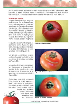 El cultivo de tomate bajo invernadero34
Figura 37: Grietas radiales.
Figura. 38: Grietas concéntricas.
alta o baja humedad relativa dentro del cultivo, utilizar variedades tolerantes a poco
calcio en el suelo y realizar aplicaciones foliares con productos a base de calcio
como nitrato o cloruro de calcio, realizándolas en el momento de la floración.
Grietas en frutos
Se presentan por riego irregular,
fluctuaciones de la humedad del
suelo, alta temperatura y alta irra-
diación del día y temperaturas noc-
turnas bajas, variedades sensibles,
alta humedad del aire, aparición de
virosis, plantas viejas con poca área
foliar, poda fuerte de hojas y bajos
niveles de nutrientes, especial-
mente potasio, calcio y magnesio.
Se pueden presentar tres tipos de
rajamiento en los frutos: las grie-
tas radiales que se desarrollan des-
de el cáliz del fruto hacia la parte
apical del mismo (Figura 37).
Las grietas concéntricas se pre-
sentan alrededor del cáliz y tie-
nen forma de circulo o semicírcu-
lo (Figura 38).
Las grietas diminutas, son peque-
ñas fisuras que se desarrollan al-
rededor de los hombros del fruto,
de apariencia desuniforme y se
presentan en grandes cantidades
(Figura 39).
Para reducir o prevenir las grietas
en los frutos, se deben usar varie-
dades tolerantes al rajamiento,
mantener la humedad del suelo
constante, evitar sembrar en épo-
cas de altas tempera-
turas y radiación
solar, evitar riego
accidental o llu-
via, mantener Figura. 39: Grietas diminutas.
 