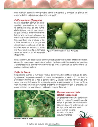 El cultivo de tomate bajo invernadero 35
una nutrición adecuada con potasio, calcio y magnesio y proteger las plantas de
enfermedades y plagas que dañen la vegetación.
Malformaciones (Caregato)
Es un desorden común en culti-
vos bajo invernadero; se presen-
ta por la presencia de alta hume-
dad relativa y bajas temperaturas,
lo que conlleva a disminuir la via-
bilidad y la cantidad del polen, se
distorsionan tanto el ovario como
los estambres y se produce la de-
formación del fruto, acompañado
de un tejido corchoso en las ca-
vidades que se forman; lo ante-
rior hace que este tipo de frutos
sean rechazados en el mercado
(Figura 40).
Para su control, se debe buscar disminuir las bajas temperaturas y altas humedades,
dentro del invernadero; para ello se realizan mediciones de humedad y temperatura
a diferentes horas del día y de la noche y se toma la decisión de abrir o cerrar las
cortinas del invernadero.
Caída de flores
Se presenta cuando la humedad relativa del invernadero está por debajo del 60%;
igualmente, se produce cuando la planta está expuesta a vientos, lo cual evita la
polinización normal de la flor, el polen se seca y causa su aborto. También se pre-
senta por una deficiencia de boro en la planta, especialmente en época de flora-
ción, cuando se hacen aplicaciones excesivas de nitrógeno y por la presencia de
enfermedades como moho gris o Botrytis cinerea (Figura 41).
Maduración manchada
(Blotchy rippening)
Se presenta como una pérdida de
color en ciertas áreas del fruto du-
rante el proceso de maduración.
Algunas áreas no se tornan del co-
lor rojo característico, sino
que forman colora-
ciones broncea-
das, las manchas
Figura 41: Caída de flores.
Figura.40: Malformación en fruto (Caregato).
 