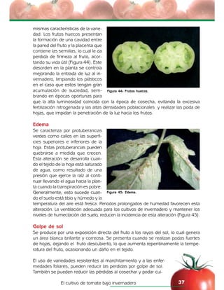 El cultivo de tomate bajo invernadero 37
mismas características de la varie-
dad. Los frutos huecos presentan
la formación de una cavidad entre
la pared del fruto y la placenta que
contiene las semillas, lo cual le da
perdida de firmeza al fruto, acor-
tando su vida útil (Figura 44). Este
desorden en la planta se controla
mejorando la entrada de luz al in-
vernadero, limpiando los plásticos
en el caso que estos tengan gran
acumulación de suciedad, sem-
brando en épocas oportunas para
que la alta luminosidad coincida con la época de cosecha, evitando la excesiva
fertilización nitrogenada y las altas densidades poblacionales y realizar las poda de
hojas, que impidan la penetración de la luz hacia los frutos.
Edema
Se caracteriza por protuberancias
verdes como callos en las superfi-
cies superiores e inferiores de la
hoja. Estas protuberancias pueden
quebrarse a medida que crecen.
Esta alteración se desarrolla cuan-
do el tejido de la hoja está saturado
de agua, como resultado de una
presión que ejerce la raíz al conti-
nuar llevando el agua hacia la plan-
ta cuando la transpiración es pobre.
Generalmente, esto sucede cuan-
do el suelo está tibio y húmedo y la
temperatura del aire está fresca. Periodos prolongados de humedad favorecen esta
alteración. La ventilación adecuada para los cultivos de invernadero y mantener los
niveles de humectación del suelo, reducen la incidencia de esta alteración (Figura 45).
Golpe de sol
Se produce por una exposición directa del fruto a los rayos del sol, lo cual genera
un área blanca brillante y correosa. Se presenta cuando se realizan podas fuertes
de hojas, dejando el fruto descubierto, lo que aumenta repentinamente la tempe-
ratura del fruto, ocasionando un daño en el tejido.
El uso de variedades resistentes al marchitamiento y a las enfer-
medades foliares, pueden reducir las perdidas por golpe de sol.
También se pueden reducir las pérdidas al cosechar y podar cui-
Figura 44: Frutos huecos.
Figura 45: Edema.
 