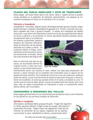 El cultivo de tomate bajo invernadero 39
Figura 49: Trozador.
PLAGAS DEL SUELO: SEMILLERO Y SITIO DE TRASPLANTE
Estas plagas del suelo hacen daño a las raíces; tallos y tejidos tiernos y pueden
causar perdidas en la población de plántulas, generalmente, sus ataques se en-
cuentran localizados en focos en el semillero o en el campo.
Tierreros y trozadores
(Lepidoptera: noctuidae). Agrotis ipsilon (Hufnagel),llamado gusano trozador negro,
gusano biringo o rosquilla y Spodoptera frugiperda (J.E. Smith), conocido como gu-
sano cogollero del maíz o gusano trozador: El adulto son mariposas de hábitos
nocturnos, cuyo daño más importante lo hacen las larvas que generalmente atacan
en focos o parches y se presentan en forma abundante durante periodos secos,
temperaturas altas y en presencia
de malezas y gramíneas, pastos o
residuos de cosechas anteriores.
Estas se alimentan de las plantas,
atacando sus cuellos y raíces; en
ocasiones dañan el follaje, princi-
palmente en las horas de la noche,
permaneciendo inmóviles dentro
del suelo durante el día (Figura 49).
Para el control de este tipo de gu-
sanos, se recomienda eliminar las
malezas dentro y fuera del inver-
nadero, ya que estas especies pre-
ferentemente ponen sus huevos en ellas; realizar una adecuada preparación del
terreno y ubicar trampas de luz alrededor del invernadero para la captura de los
adultos de estos insectos. Otra medida de control es el uso de coberturas plásticas
sobre las camas, ya que muchas larvas se lanzan al suelo para empupar, y al encon-
trarse con el plástico, se evita que puedan entrar en el suelo y completar su ciclo. El
control químico solo se debe aplicar, cuando las poblaciones del insecto sean muy
altas; este se realiza incorporando un insecticida al suelo o incorporando cebos
tóxicos dentro del invernadero.
CHUPADORES O MINADORES DEL FOLLAJE
Estas plagas generalmente se ven favorecidas por las épocas secas y son limitantes
en las plantas en sus primeros estados de desarrollo.
Aphidos o pulgones
(Homoptera: aphididae) Aphis gossypii (Sulzer). Pulgón del algodone-
ro, Myzus persicae (Glover). Pulgón verde de la papa, Macrosiphum
euphorbiae (Thomas). Pulgón mayor del algodonero. Este tipo de
insectos se alimentan de los tejidos vegetales de las plantas,
succionando la savia, debilitando la planta y ocasionando defor-
 