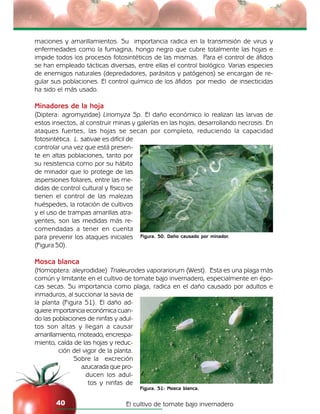 El cultivo de tomate bajo invernadero40
Figura. 50. Daño causado por minador.
Figura. 51: Mosca blanca.
maciones y amarillamientos. Su importancia radica en la transmisión de virus y
enfermedades como la fumagina, hongo negro que cubre totalmente las hojas e
impide todos los procesos fotosintéticos de las mismas. Para el control de áfidos
se han empleado tácticas diversas, entre ellas el control biológico. Varias especies
de enemigos naturales (depredadores, parásitos y patógenos) se encargan de re-
gular sus poblaciones. El control químico de los áfidos por medio de insecticidas
ha sido el más usado.
Minadores de la hoja
(Diptera: agromyzidae) Liriomyza Sp. El daño económico lo realizan las larvas de
estos insectos, al construir minas y galerías en las hojas, desarrollando necrosis. En
ataques fuertes, las hojas se secan por completo, reduciendo la capacidad
fotosintética. L. sativae es difícil de
controlar una vez que está presen-
te en altas poblaciones, tanto por
su resistencia como por su hábito
de minador que lo protege de las
aspersiones foliares, entre las me-
didas de control cultural y físico se
tienen el control de las malezas
huéspedes, la rotación de cultivos
y el uso de trampas amarillas atra-
yentes, son las medidas más re-
comendadas a tener en cuenta
para prevenir los ataques iniciales
(Figura 50).
Mosca blanca
(Homoptera: aleyrodidae) Trialeurodes vaporariorum (West). Esta es una plaga más
común y limitante en el cultivo de tomate bajo invernadero, especialmente en épo-
cas secas. Su importancia como plaga, radica en el daño causado por adultos e
inmaduros, al succionar la savia de
la planta (Figura 51). El daño ad-
quiere importancia económica cuan-
do las poblaciones de ninfas y adul-
tos son altas y llegan a causar
amarillamiento, moteado, encrespa-
miento, caída de las hojas y reduc-
ción del vigor de la planta.
Sobre la excreción
azucarada que pro-
ducen los adul-
tos y ninfas de
 