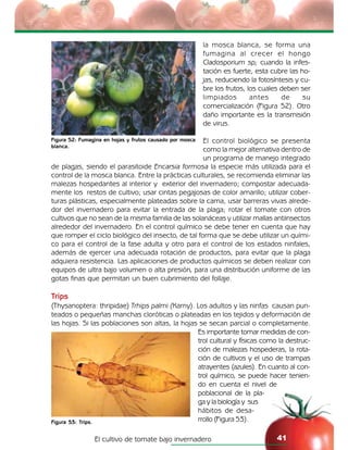 El cultivo de tomate bajo invernadero 41
Figura 52: Fumagina en hojas y frutos causado por mosca
blanca.
Figura 53: Trips.
la mosca blanca, se forma una
fumagina al crecer el hongo
Cladosporium sp; cuando la infes-
tación es fuerte, esta cubre las ho-
jas, reduciendo la fotosíntesis y cu-
bre los frutos, los cuales deben ser
limpiados antes de su
comercialización (Figura 52). Otro
daño importante es la transmisión
de virus.
El control biológico se presenta
como la mejor alternativa dentro de
un programa de manejo integrado
de plagas, siendo el parasitoide Encarsia formosa la especie más utilizada para el
control de la mosca blanca. Entre la prácticas culturales, se recomienda eliminar las
malezas hospedantes al interior y exterior del invernadero; compostar adecuada-
mente los restos de cultivo; usar cintas pegajosas de color amarillo; utilizar cober-
turas plásticas, especialmente plateadas sobre la cama, usar barreras vivas alrede-
dor del invernadero para evitar la entrada de la plaga; rotar el tomate con otros
cultivos que no sean de la misma familia de las solanáceas y utilizar mallas antiinsectos
alrededor del invernadero. En el control químico se debe tener en cuenta que hay
que romper el ciclo biológico del insecto, de tal forma que se debe utilizar un quími-
co para el control de la fase adulta y otro para el control de los estados ninfales,
además de ejercer una adecuada rotación de productos, para evitar que la plaga
adquiera resistencia. Las aplicaciones de productos químicos se deben realizar con
equipos de ultra bajo volumen o alta presión, para una distribución uniforme de las
gotas finas que permitan un buen cubrimiento del follaje.
Trips
(Thysanoptera: thripidae) Trhips palmi (Karny). Los adultos y las ninfas causan pun-
teados o pequeñas manchas cloróticas o plateadas en los tejidos y deformación de
las hojas. Si las poblaciones son altas, la hojas se secan parcial o completamente.
Es importante tomar medidas de con-
trol cultural y físicas como la destruc-
ción de malezas hospederas, la rota-
ción de cultivos y el uso de trampas
atrayentes (azules). En cuanto al con-
trol químico, se puede hacer tenien-
do en cuenta el nivel de
poblacional de la pla-
ga y la biología y sus
hábitos de desa-
rrollo (Figura 53).
 