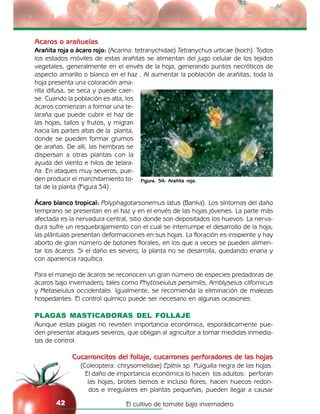 El cultivo de tomate bajo invernadero42
Acaros o arañuelas
Arañita roja o ácaro rojo: (Acarina: tetranychidae) Tetranychus urticae (koch). Todos
los estados móviles de estas arañitas se alimentan del jugo celular de los tejidos
vegetales, generalmente en el envés de la hoja, generando puntos necróticos de
aspecto amarillo o blanco en el haz . Al aumentar la población de arañitas, toda la
hoja presenta una coloración ama-
rilla difusa, se seca y puede caer-
se. Cuando la población es alta, los
ácaros comienzan a formar una te-
laraña que puede cubrir el haz de
las hojas, tallos y frutos, y migran
hacia las partes altas de la planta,
donde se pueden formar grumos
de arañas. De allí, las hembras se
dispersan a otras plantas con la
ayuda del viento e hilos de telara-
ña. En ataques muy severos, pue-
den producir el marchitamiento to-
tal de la planta (Figura 54).
Ácaro blanco tropical: Polyphagotarsonemus latus (Banka). Los síntomas del daño
temprano se presentan en el haz y en el envés de las hojas jóvenes. La parte más
afectada es la nervadura central, sitio donde son depositados los huevos. La nerva-
dura sufre un resquebrajamiento con el cual se interrumpe el desarrollo de la hoja;
las plántulas presentan deformaciones en sus hojas. La floración es insipiente y hay
aborto de gran número de botones florales, en los que a veces se pueden alimen-
tar los ácaros. Si el daño es severo, la planta no se desarrolla, quedando enana y
con apariencia raquítica.
Para el manejo de ácaros se reconocen un gran número de especies predadoras de
ácaros bajo invernadero, tales como Phytoseiulus persimilis, Amblyseius clifornicus
y Metaseiulus occidentalis. Igualmente, se recomienda la eliminación de malezas
hospedantes. El control químico puede ser necesario en algunas ocasiones.
PLAGAS MASTICADORAS DEL FOLLAJE
Aunque estas plagas no revisten importancia económica, esporádicamente pue-
den presentar ataques severos, que obligan al agricultor a tomar medidas inmedia-
tas de control.
Cucarroncitos del follaje, cucarrones perforadores de las hojas
(Coleoptera: chrysomelidae) Epitrix sp. Pulguilla negra de las hojas.
El daño de importancia económica lo hacen los adultos: perforan
las hojas, brotes tiernos e incluso flores, hacen huecos redon-
dos e irregulares en plantas pequeñas; pueden llegar a causar
Figura. 54: Arañita roja.
 