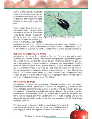 El cultivo de tomate bajo invernadero 43
fuertes desfoliaciones, afectando
seriamente el crecimiento y desa-
rrollo del cultivo (Figura 55). Este
se presenta con mayor intensidad
durante los primeros cincuentas
días.
Como medida de control, se reco-
mienda la remoción de las plantas
hospederas y malezas solanáceas
cerca de los cultivos y la rotación
del tomate con otros cultivos. Las
recomendaciones de control quí-
mico van dirigidas a los adultos
cuando alcanzan ciertos niveles de población o de daño, especialmente en las
primeras etapas del cultivo, en estado de plántulas o plantas con poco follaje. Cuando
se presentan dos pulguillas por planta, se debe iniciar el control químico (Ver Tabla 2).
Gusanos masticadores del follaje
(Lepidoptera: noctuidae Trichoplusia) ni (Hubner). Falso medidor del ajonjolí -
Pseudoplusia includens (Walter). Falso medidor del algodonero -Spodoptera frugiperda
(UE. Smith). Gusano ejercito. Son plagas de gran importancia económica que cau-
san grandes perdidas en la producción. Las larvas caminan arqueándose, de allí se
deriva su nombre común como gusano medidor; el daño lo hacen las larvas o
gusanos al consumir todo el tejido de las hojas, dejando únicamente las nervadu-
ras; en algunos casos consumen el fruto o hacen agujeros en ellos. Para decidir
usar el control químico para reducir la población de una plaga, es necesario estar
seguro de que el nivel de infestación justifica la aplicación del insecticida y selec-
cionar un insecticida especifico a ella (Ver Tabla 2).
Perforadores del fruto
(Lepidoptera: noctuidae) Heliothis virescens (Fabricius). Las larvas perforan, taladran
y destruyen los frutos, permitiendo la entrada de patógenos y su pudrición. Los
frutos dañados, generalmente se caen de la planta en menos de cuatro semanas,
(Lepidoptera: pyralidae) Neoleucinodes elegantalis (Guenée). Pasador del fruto. Las
hembras colocan los huevos debajo de los sépalos en frutos recién formados. Las
larvas recién nacidas penetran rápidamente en el fruto, dejando una cicatriz
suberizada, denominada espinilla, la cual sirve para reconocer el fruto afectado por
la plaga (Figura 56).
El insecto se alimenta durante todo su estado larval de la pulpa del
fruto, hasta completar su desarrollo, y solo sale cuando está listo
para empupar en el suelo, dejando un orificio redondo en el fruto.
Figura 55: Cucarroncito del follaje - Epitrix sp.
 