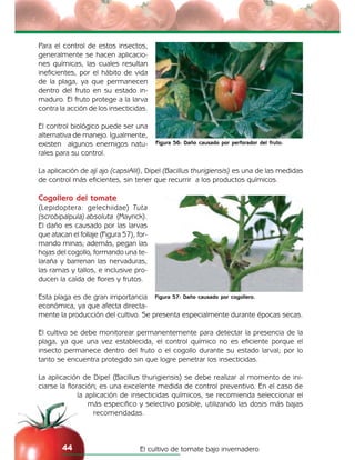 El cultivo de tomate bajo invernadero44
Para el control de estos insectos,
generalmente se hacen aplicacio-
nes químicas, las cuales resultan
ineficientes, por el hábito de vida
de la plaga, ya que permanecen
dentro del fruto en su estado in-
maduro. El fruto protege a la larva
contra la acción de los insecticidas.
El control biológico puede ser una
alternativa de manejo. Igualmente,
existen algunos enemigos natu-
rales para su control.
La aplicación de ají ajo (capsiAlil), Dipel (Bacillus thurigiensis) es una de las medidas
de control más eficientes, sin tener que recurrir a los productos químicos.
Cogollero del tomate
(Lepidoptera: gelechiidae) Tuta
(scrobipalpula) absoluta (Mayrick).
El daño es causado por las larvas
que atacan el follaje (Figura 57), for-
mando minas; además, pegan las
hojas del cogollo, formando una te-
laraña y barrenan las nervaduras,
las ramas y tallos, e inclusive pro-
ducen la caída de flores y frutos.
Esta plaga es de gran importancia
económica, ya que afecta directa-
mente la producción del cultivo. Se presenta especialmente durante épocas secas.
El cultivo se debe monitorear permanentemente para detectar la presencia de la
plaga, ya que una vez establecida, el control químico no es eficiente porque el
insecto permanece dentro del fruto o el cogollo durante su estado larval; por lo
tanto se encuentra protegido sin que logre penetrar los insecticidas.
La aplicación de Dipel (Bacillus thurigiensis) se debe realizar al momento de ini-
ciarse la floración; es una excelente medida de control preventivo. En el caso de
la aplicación de insecticidas químicos, se recomienda seleccionar el
más especifico y selectivo posible, utilizando las dosis más bajas
recomendadas.
Figura 56: Daño causado por perforador del fruto.
Figura 57: Daño causado por cogollero.
 