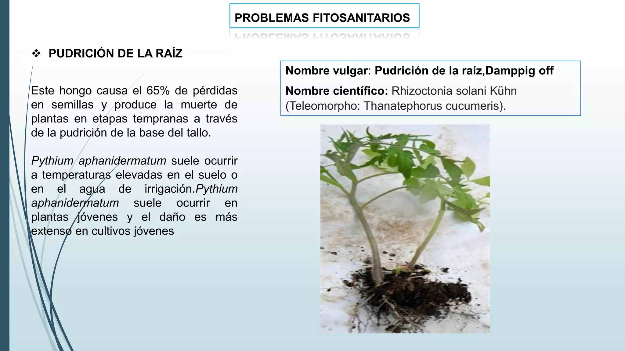 tomate expo .pdf