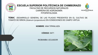 ESCUELA SUPERIOR POLITÉCNICA DE CHIMBORAZO
FACULTAD DE RECURSOS NATURALES
CARRERA DE AGRONOMÍA
FITOPATOLOGÍA
TEMA: DESARROLLO GENERAL DE LAS PLAGAS PRESENTES EN EL CULTIVO DE
TOMATE DE RIÑON (Solanum lycopersicum) EN CONDICIONES DE CAMPO VIRTUA
NOMBRE :ANA TIPANLUIZA
CÓDIGO: 6471
RIOBAMBA -ECUADOR
 