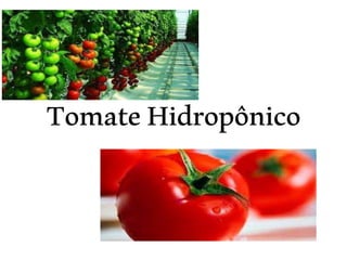 TomateHidropônico
 
