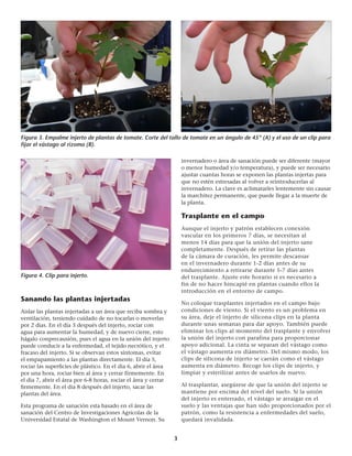 3
Figura 4. Clip para injerto.
Figura 3. Empalme injerto de plantas de tomate. Corte del tallo de tomate en un ángulo de 45º (A) y el uso de un clip para
fijar el vástago al rizoma (B).
Sanando las plantas injertadas
Aislar las plantas injertadas a un área que reciba sombra y
ventilación, teniendo cuidado de no tocarlas o moverlas
por 2 dias. En el día 3 después del injerto, rociar con
agua para aumentar la humedad, y de nuevo cierre, esto
hágalo conprecausión, pues el agua en la unión del injerto
puede conducir a la enfermedad, el tejido necrótico, y el
fracaso del injerto. Si se observan estos síntomas, evitar
el empapamiento a las plantas directamente. El día 5,
rociar las superficies de plástico. En el dia 6, abrir el área
por una hora, rociar bien al área y cerrar fírmemente. En
el dia 7, abrir el área por 6-8 horas, rociar el área y cerrar
firmemente. En el dia 8 después del injerto, sacar las
plantas del área.
Esta programa de sanación esta basado en el área de
sanación del Centro de Investigaciones Agrícolas de la
Universidad Estatal de Washington el Mount Vernon. Su
invernadero o área de sanación puede ser diferente (mayor
o menor humedad y/o temperatura), y puede ser necesario
ajustar cuantas horas se exponen las plantas injertas para
que no estén estresadas al volver a reintroducerlas al
invernadero. La clave es aclimatarles lentemente sin causar
la marchitez permanente, que puede llegar a la muerte de
la planta.
Trasplante en el campo
Aunque el injerto y patrón establecen conexión
vascular en los primeros 7 días, se necesitan al
menos 14 días para que la unión del injerto sane
completamente. Después de retirar las plantas
de la cámara de curación, les permite descansar
en el invernadero durante 1-2 días antes de su
endurecimiento a retirarse durante 5-7 días antes
del trasplante. Ajuste este horario si es necesario a
fin de no hacer hincapié en plantas cuando ellos la
introducción en el entorno de campo.
No coloque trasplantes injertados en el campo bajo
condiciones de viento. Si el viento es un problema en
su área, deje el injerto de silicona clips en la planta
durante unas semanas para dar apoyo. También puede
eliminar los clips al momento del trasplante y envolver
la unión del injerto con parafina para proporcionar
apoyo adicional. La cinta se separan del vástago como
el vástago aumenta en diámetro. Del mismo modo, los
clips de silicona de injerto se caerán como el vástago
aumenta en diámetro. Recoge los clips de injerto, y
limpiar y esterilizar antes de usarlos de nuevo.
Al trasplantar, asegúrese de que la unión del injerto se
mantiene por encima del nivel del suelo. Si la unión
del injerto es enterrado, el vástago se arraigar en el
suelo y las ventajas que han sido proporcionados por el
patrón, como la resistencia a enfermedades del suelo,
quedará invalidada.
 