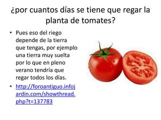 ¿por cuantos días se tiene que regar la
         planta de tomates?
• Pues eso del riego
  depende de la tierra
  que tengas, por ejemplo
  una tierra muy suelta
  por lo que en pleno
  verano tendría que
  regar todos los días.
• http://foroantiguo.infoj
  ardin.com/showthread.
  php?t=137783
 