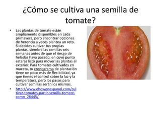 ¿Cómo se cultiva una semilla de
                  tomate?
•   Las plantas de tomate están
    ampliamente disponibles en cada
    primavera, pero encontrar opciones
    de herencia a veces plantea un reto.
    Si decides cultivar tus propias
    plantas, siembra las semillas seis
    semanas antes de que el riesgo de
    heladas haya pasado, en cuyo punto
    estarás listo para mover las plantas al
    exterior. Para tomates cultivados en
    maceta, tu cronograma de plantación
    tiene un poco más de flexibilidad, ya
    que tienes el control sobre la luz y la
    temperatura, pero los pasos para
    cultivar semillas serán los mismos.
•   http://www.ehowenespanol.com/cul
    tivar-tomates-partir-semilla-tomate-
    como_26445/
 