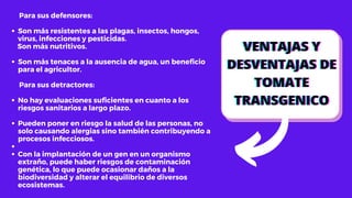 Son más resistentes a las plagas, insectos, hongos,
virus, infecciones y pesticidas.
Son más tenaces a la ausencia de agua, un beneficio
para el agricultor.
No hay evaluaciones suficientes en cuanto a los
riesgos sanitarios a largo plazo.
Pueden poner en riesgo la salud de las personas, no
solo causando alergias sino también contribuyendo a
procesos infecciosos.


Con la implantación de un gen en un organismo
extraño, puede haber riesgos de contaminación
genética, lo que puede ocasionar daños a la
biodiversidad y alterar el equilibrio de diversos
ecosistemas.
Para sus defensores:
Son más nutritivos.
Para sus detractores:
VENTAJAS Y
VENTAJAS Y
VENTAJAS Y
DESVENTAJAS DE
DESVENTAJAS DE
DESVENTAJAS DE
TOMATE
TOMATE
TOMATE
TRANSGENICO
TRANSGENICO
TRANSGENICO
 