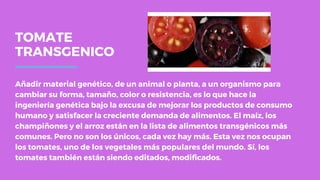 TOMATE
TRANSGENICO
Añadir material genético, de un animal o planta, a un organismo para
cambiar su forma, tamaño, color o resistencia, es lo que hace la
ingeniería genética bajo la excusa de mejorar los productos de consumo
humano y satisfacer la creciente demanda de alimentos. El maíz, los
champiñones y el arroz están en la lista de alimentos transgénicos más
comunes. Pero no son los únicos, cada vez hay más. Esta vez nos ocupan
los tomates, uno de los vegetales más populares del mundo. Sí, los
tomates también están siendo editados, modificados.
 