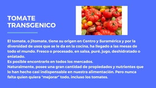 TOMATE
TRANSGENICO
El tomate, o jitomate, tiene su origen en Centro y Suramérica y por la
diversidad de usos que se le da en la cocina, ha llegado a las mesas de
todo el mundo. Fresco o procesado, en salsa, puré, jugo, deshidratado o
enlatado.
Es posible encontrarlo en todos los mercados.
Naturalmente, posee una gran cantidad de propiedades y nutrientes que
lo han hecho casi indispensable en nuestra alimentación. Pero nunca
falta quien quiera “mejorar” todo, incluso los tomates.
 