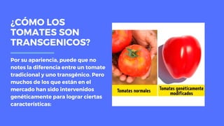 ¿CÓMO LOS
TOMATES SON
TRANSGENICOS?
Por su apariencia, puede que no
notes la diferencia entre un tomate
tradicional y uno transgénico. Pero
muchos de los que están en el
mercado han sido intervenidos
genéticamente para lograr ciertas
características:
 
