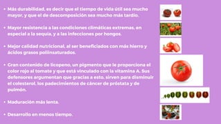 Más durabilidad, es decir que el tiempo de vida útil sea mucho
mayor, y que el de descomposición sea mucho más tardío.
Mayor resistencia a las condiciones climáticas extremas, en
especial a la sequía, y a las infecciones por hongos.
Mejor calidad nutricional, al ser beneficiados con más hierro y
ácidos grasos poliinsaturados.
Gran contenido de licopeno, un pigmento que le proporciona el
color rojo al tomate y que está vinculado con la vitamina A. Sus
defensores argumentan que gracias a esto, sirven para disminuir
el colesterol, los padecimientos de cáncer de próstata y de
pulmón.
Maduración más lenta.
Desarrollo en menos tiempo.
 